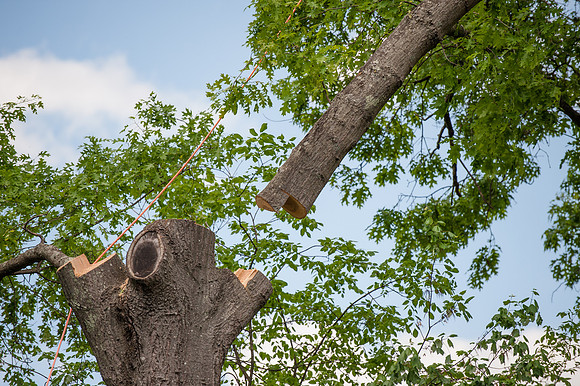 DSC_9250